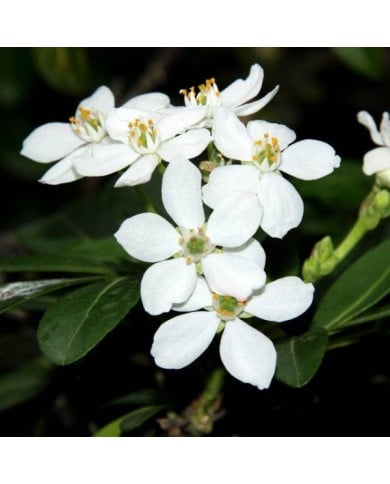 Choisya ternata - Oranger du Mexique - Fleurs (manuel m. v.)