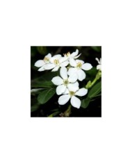 Choisya ternata - Oranger du Mexique - Fleurs (manuel m. v.)