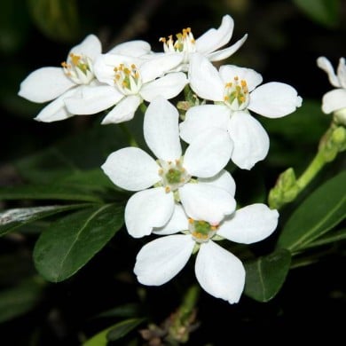 Choisya ternata - Oranger du Mexique - Fleurs (manuel m. v.)
