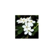 Choisya ternata - Oranger du Mexique - Fleurs (manuel m. v.)