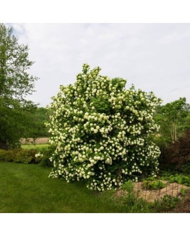 Viorne boule de neige - Viburnum opulus Roseum (F. D. Richards)