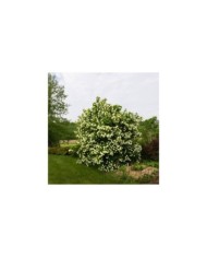 Viorne boule de neige - Viburnum opulus Roseum (F. D. Richards)