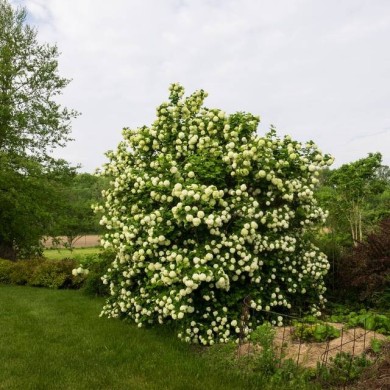 Viorne boule de neige - Viburnum opulus Roseum (F. D. Richards)