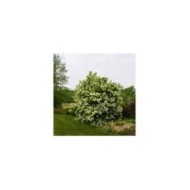 Viorne boule de neige - Viburnum opulus Roseum (F. D. Richards)
