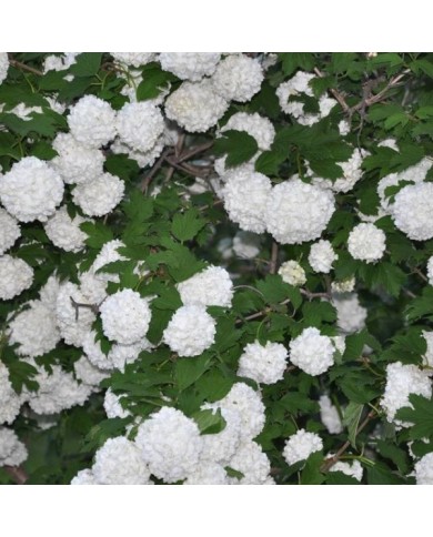 Viorne boule de neige - Viburnum opulus Roseum (Sodininkas.com)