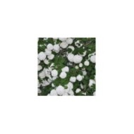 Viorne boule de neige - Viburnum opulus Roseum (Sodininkas.com)