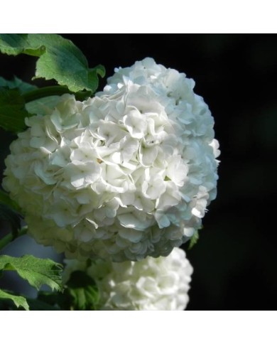 Viorne boule de neige - Viburnum opulus Roseum (yourPinnie.de)