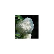 Viorne boule de neige - Viburnum opulus Roseum (yourPinnie.de)