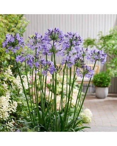 Agapanthe POPPIN' STAR - Agapanthus  (Globe Planter)