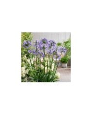 Agapanthe POPPIN' STAR - Agapanthus  (Globe Planter)