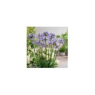 Agapanthe POPPIN' STAR - Agapanthus  (Globe Planter)