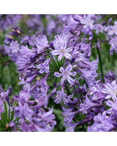Agapanthe POPPIN' STAR - Agapanthus (Globe Planter)