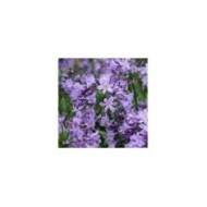 Agapanthe POPPIN' STAR - Agapanthus (Globe Planter)