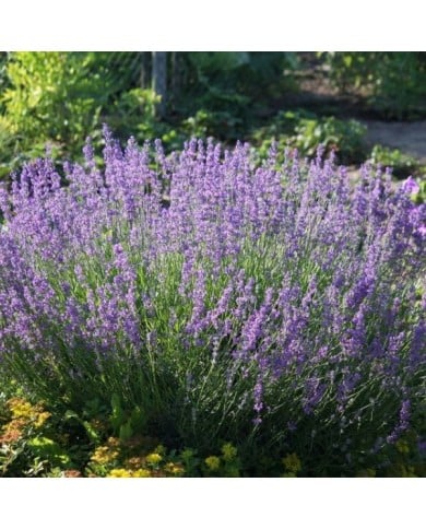 Lavande vraie - Lavandula angustifolia (Maja Dumat)