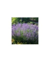 Lavande vraie - Lavandula angustifolia (Maja Dumat)