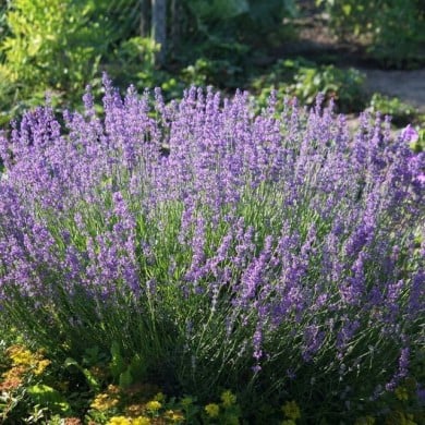 Lavande vraie - Lavandula angustifolia (Maja Dumat)