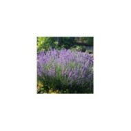 Lavande vraie - Lavandula angustifolia (Maja Dumat)