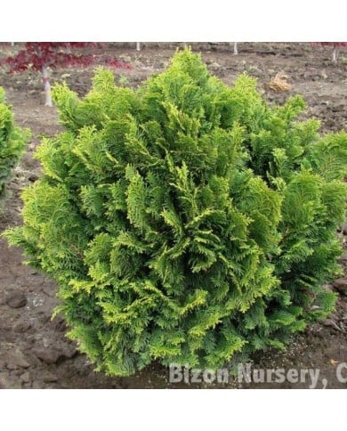 Faux cyprès du Japon 'Nana Gracilis' (Chamaecyparis obtusa) (Mark Bolin)