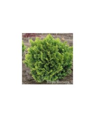 Faux cyprès du Japon 'Nana Gracilis' (Chamaecyparis obtusa) (Mark Bolin)