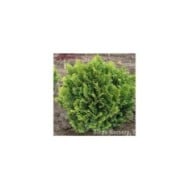 Faux cyprès du Japon 'Nana Gracilis' (Chamaecyparis obtusa) (Mark Bolin)