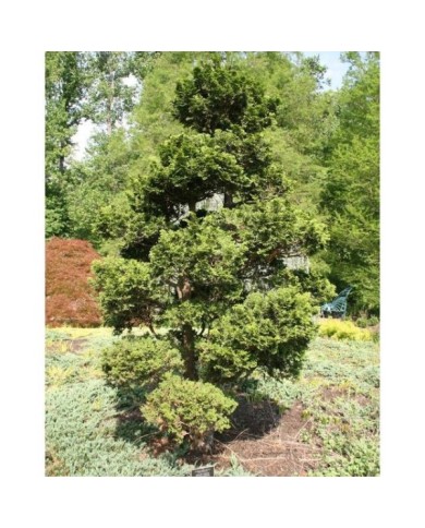 Faux cyprès du Japon 'Nana Gracilis' (Chamaecyparis obtusa) (David J. Stang / wikimedia.org)
