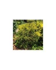 Faux cyprès bleu 'Sungold' (Chamaecyparis pisifera) (Famartin / wikimedia.org)