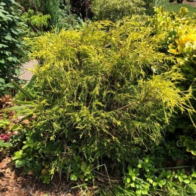 Faux cyprès bleu 'Sungold' (Chamaecyparis pisifera) (Famartin / wikimedia.org)