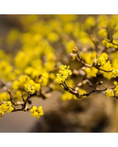Cornus mas - fleurs - Image par Ilona Ilyés de Pixabay