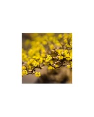 Cornus mas - fleurs - Image par Ilona Ilyés de Pixabay