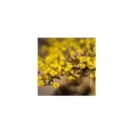 Cornus mas - fleurs - Image par Ilona Ilyés de Pixabay