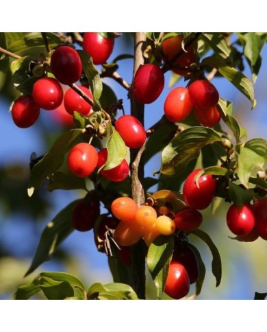 Cornus mas - baies - Image par Goran Horvat de Pixabay