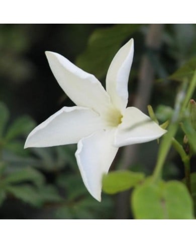 Jasmin du Chili