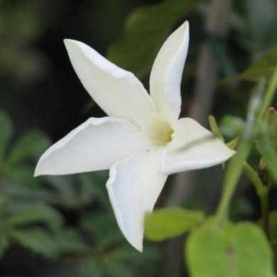 Jasmin du Chili