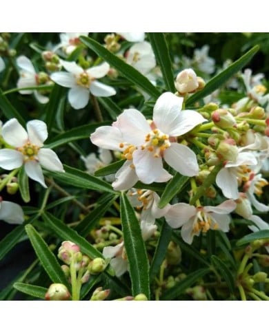 Choisya 'Aztec Pearl' (détail des fleurs) ( John Caley  / stock.adobe.com)
