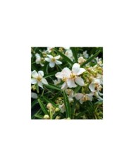 Choisya 'Aztec Pearl' (détail des fleurs) ( John Caley  / stock.adobe.com)