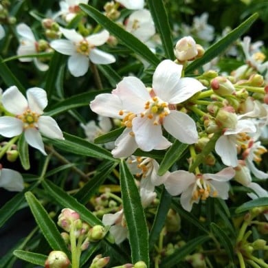 Choisya 'Aztec Pearl' (détail des fleurs) ( John Caley  / stock.adobe.com)