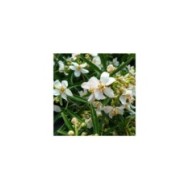 Choisya 'Aztec Pearl' (détail des fleurs) ( John Caley  / stock.adobe.com)
