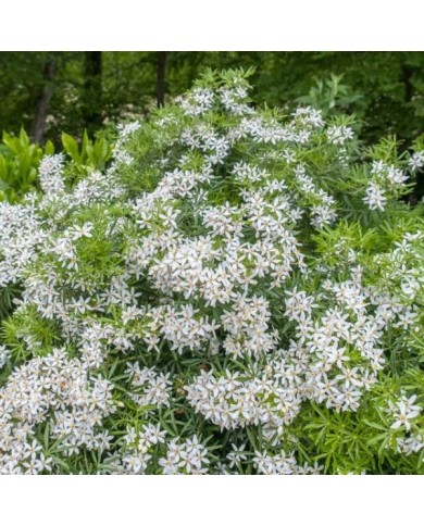 Choisya 'Aztec Pearl' (AnnaReinert  / stock.adobe.com)