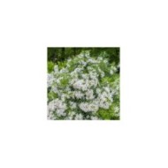 Choisya 'Aztec Pearl' (AnnaReinert  / stock.adobe.com)