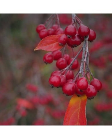Aronia arbutifolia (Sönke Haas)