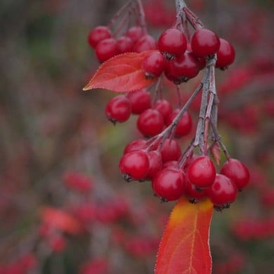Aronia arbutifolia (Sönke Haas)