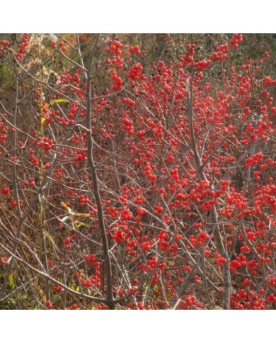 Aronia arbutifolia (Thomas Cizauskas)