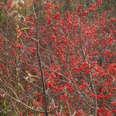 Aronia arbutifolia (Thomas Cizauskas)