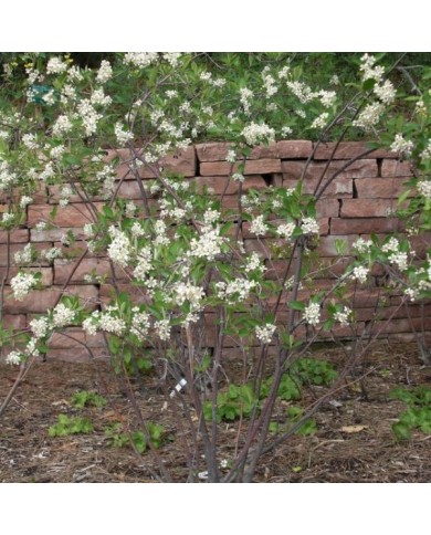 Aronia arbutifolia (Andrey Zharkikh)