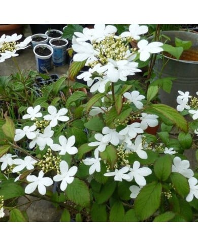 Viburnum plicatum v tomentosum 'Watanabe'