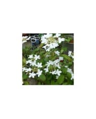Viburnum plicatum v tomentosum 'Watanabe'
