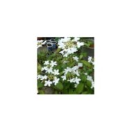 Viburnum plicatum v tomentosum 'Watanabe'