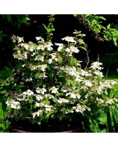 Viburnum plicatum 'Watanabe' - au jardin