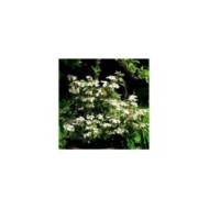 Viburnum plicatum 'Watanabe' - au jardin