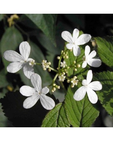Viburnum plicatum 'Watanabe' - détail des fleurs